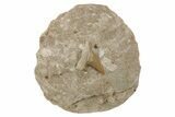Otodus Shark Tooth Fossil in Rock - Eocene #230915-1